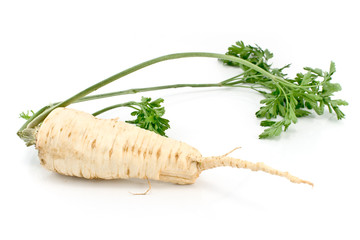 Fresh parsley with root and leaf
