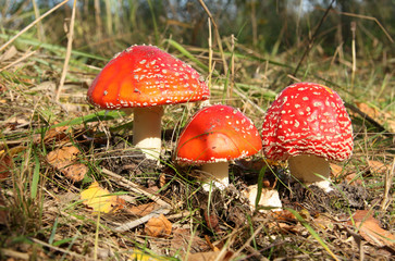 Red toad stools actual name - Fly Agaric (Amanita muscaria)