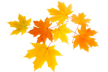 Fototapeta premium autumn leaves isolated on white