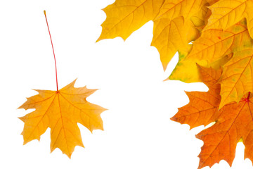 Obraz premium autumn leaves isolated on white