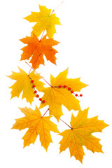 Naklejka na ściany i meble autumn leaves isolated on white, idea of an Autumn gift