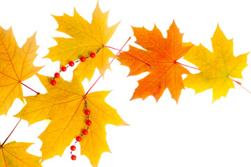 autumn leaves isolated on white, idea of an Autumn gift