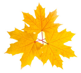 autumn leaves isolated on white