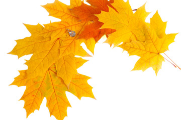 autumn leaves isolated on white, idea of an Autumn gift