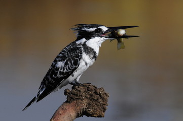 Pied Kingfisher (Ceryle rudis) with fish