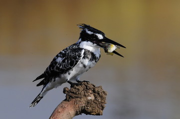 Pied Kingfisher (Ceryle rudis) with fish
