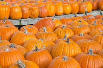 Pumpkins in an Open Air Market