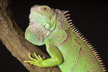 iguana