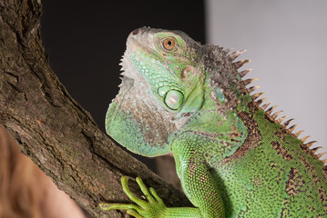 iguana