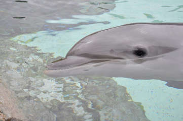 Naklejka premium Smiling Dolphin