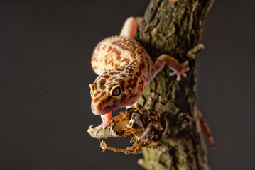 Gecko reptile