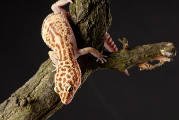 Gecko reptile