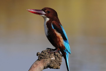 White throated kingfisher - Halcyon smyrnensis