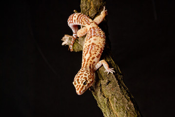 Gecko reptile