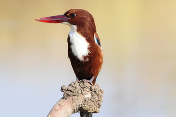 White throated kingfisher - Halcyon smyrnensis