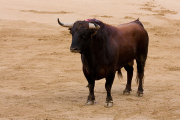 Spanish bull