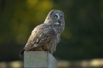 oiseau