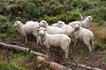 Naklejka na ściany i meble Flock of sheep on the pasture