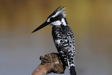 Fototapeta premium Pied Kingfisher (Ceryle rudis)