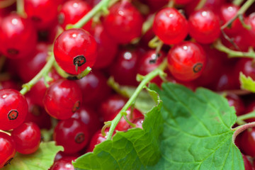 Red currant