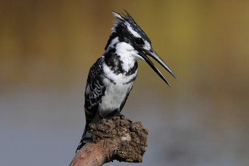 Pied Kingfisher (Ceryle rudis)