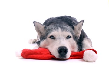 träumender Hund Husky mit Weihnachtsmütze