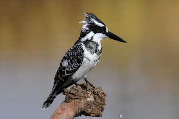 Pied Kingfisher (Ceryle rudis)