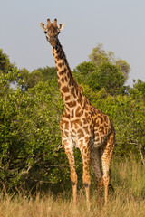 Full portrait of a giraffe
