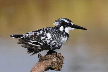 Pied Kingfisher (Ceryle rudis)