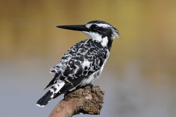 Fototapeta premium Pied Kingfisher (Ceryle rudis)