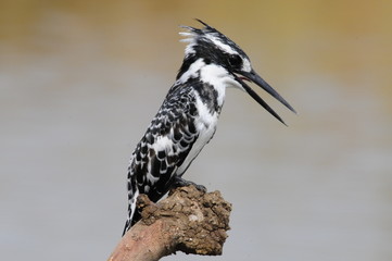 Pied Kingfisher (Ceryle rudis)
