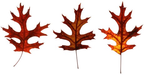 Autumn oak leaves