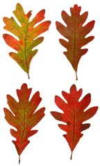 Autumn oak leaves