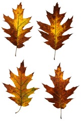 Autumn oak leaves