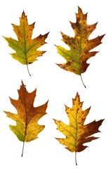 Autumn oak leaves