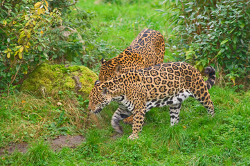 Two jaguars (O. Onca) walk