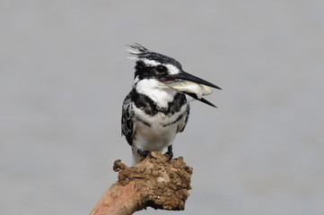 Pied Kingfisher with fish