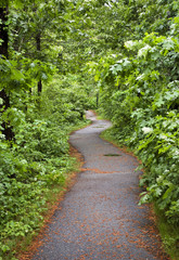 Fototapeta na wymiar Curved path through lush green forest