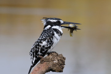 Pied Kingfisher with fish