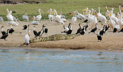 birds and crocodile waterside in Uganda