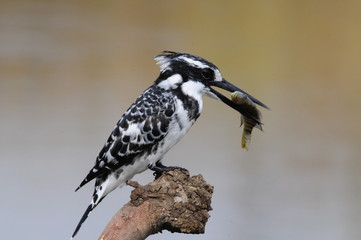 Pied Kingfisher with fish