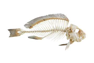 Fish bone