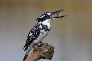 Pied Kingfisher with fish