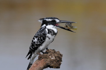 Pied Kingfisher with fish