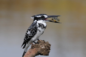 Pied Kingfisher with fish