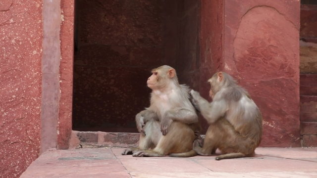 Rhesus Macaque monkeys grooming at Agra Fort