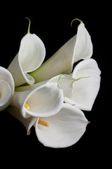 white calla lily in black background