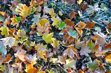 Colorful Fallen Autumn Leaves on Frosty Blue-Green Grass – Seasonal Contrast Close-Up