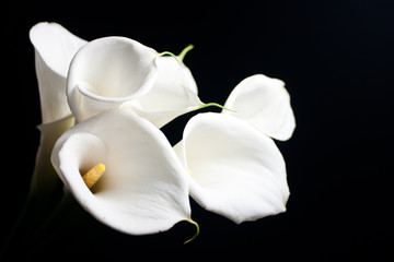 white calla lily in black background