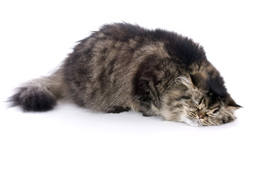 Persian Katze schläft